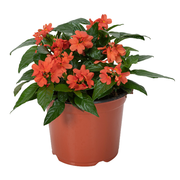 Crossandra Watermelon