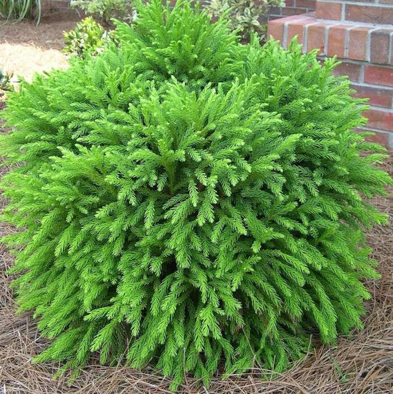 Cryptomeria japonica 'Globosa Nana'