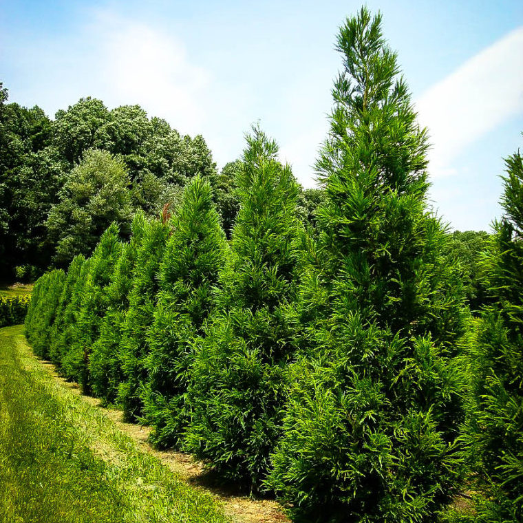 Cryptomeria japonica 'Yoshino'