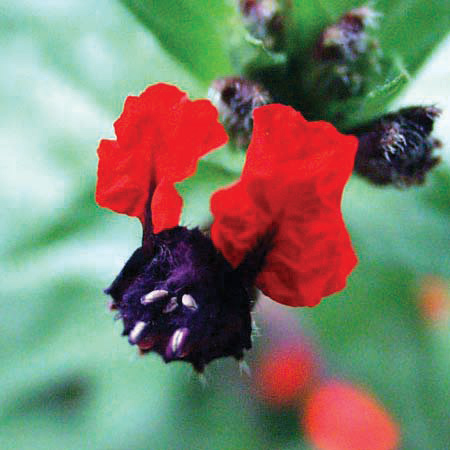 Cuphea 'Bat Face'