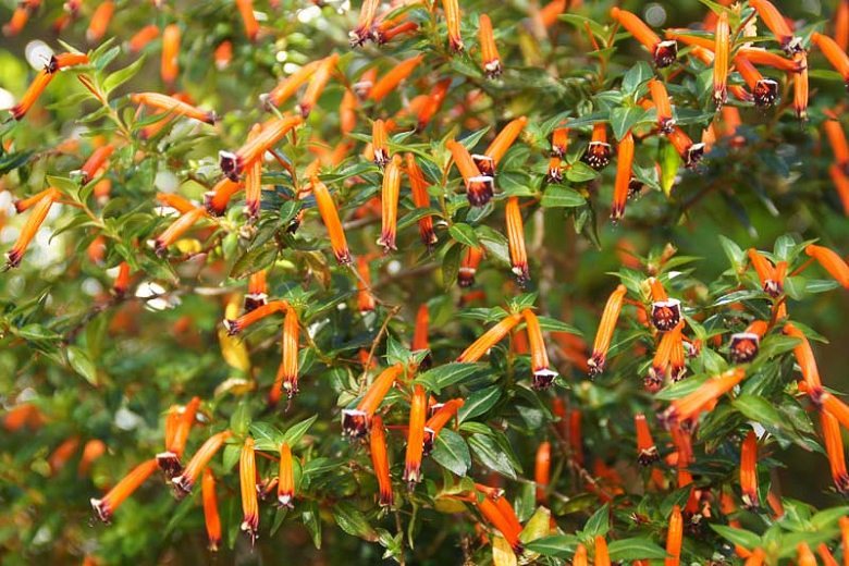Cuphea 'Big Cigar'