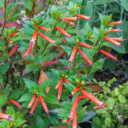 Cuphea 'David Verity'