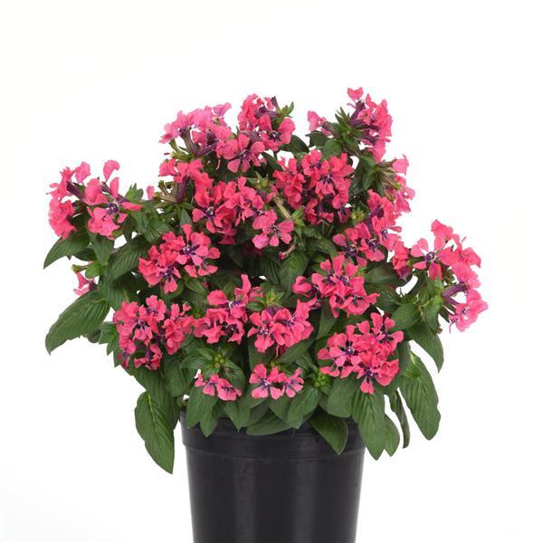 Cuphea Sweet Talk 'Deep Pink'