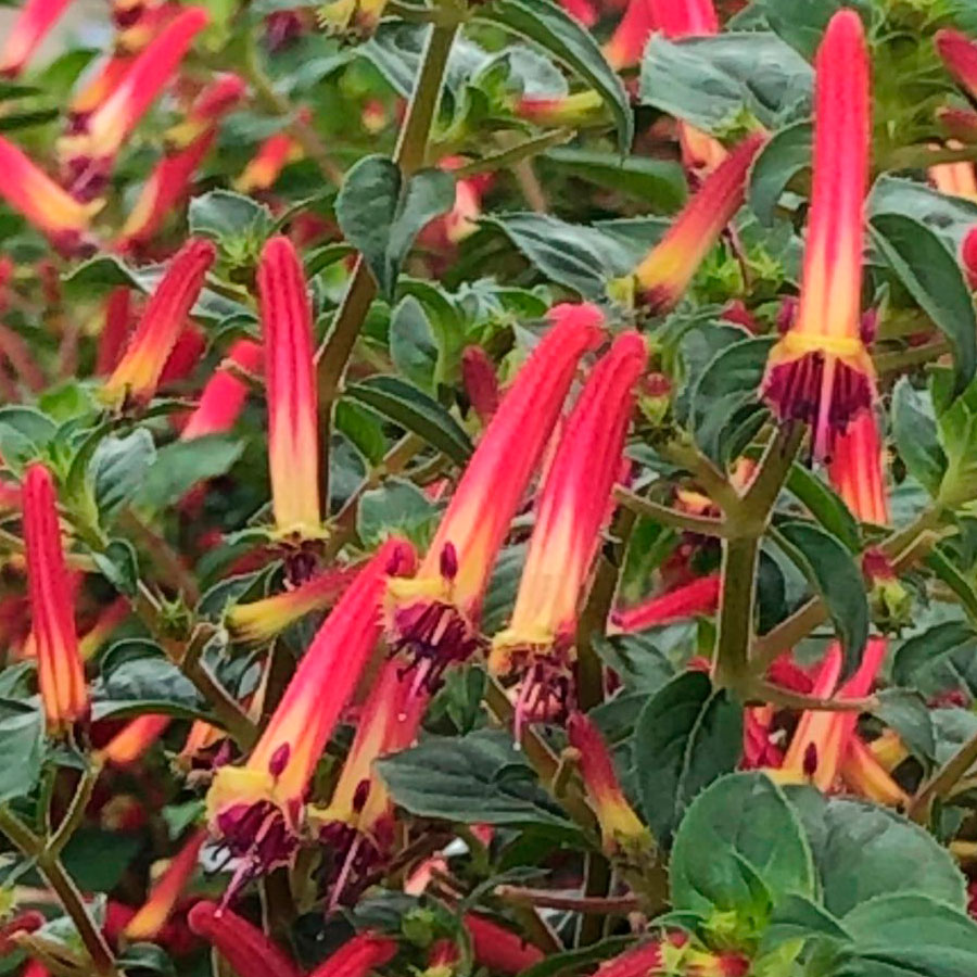 Cuphea 'Hummingbird's Lunch'