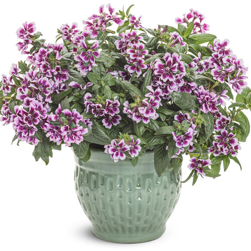 Totally Tempted Vivid Violet