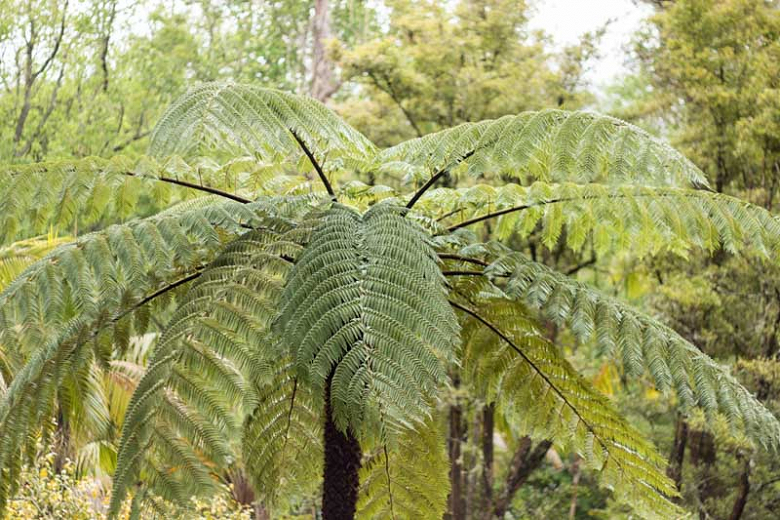 Cyathea Cooperi
