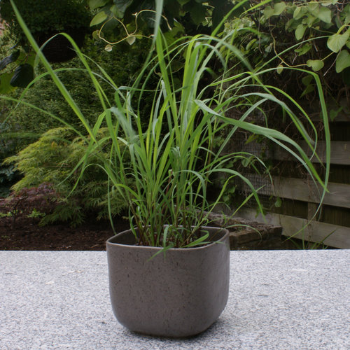 Cymbopogon citratus