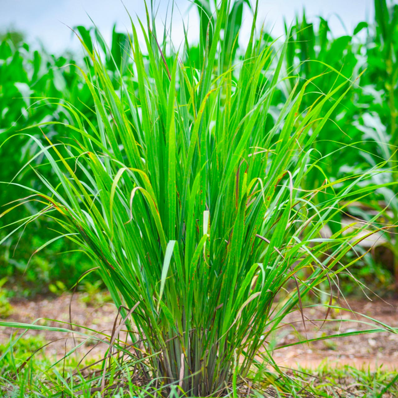 Grass - Cymbopogon flexuosus