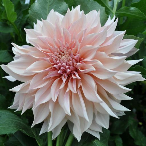 Dahlia 'Café' Au Lait'