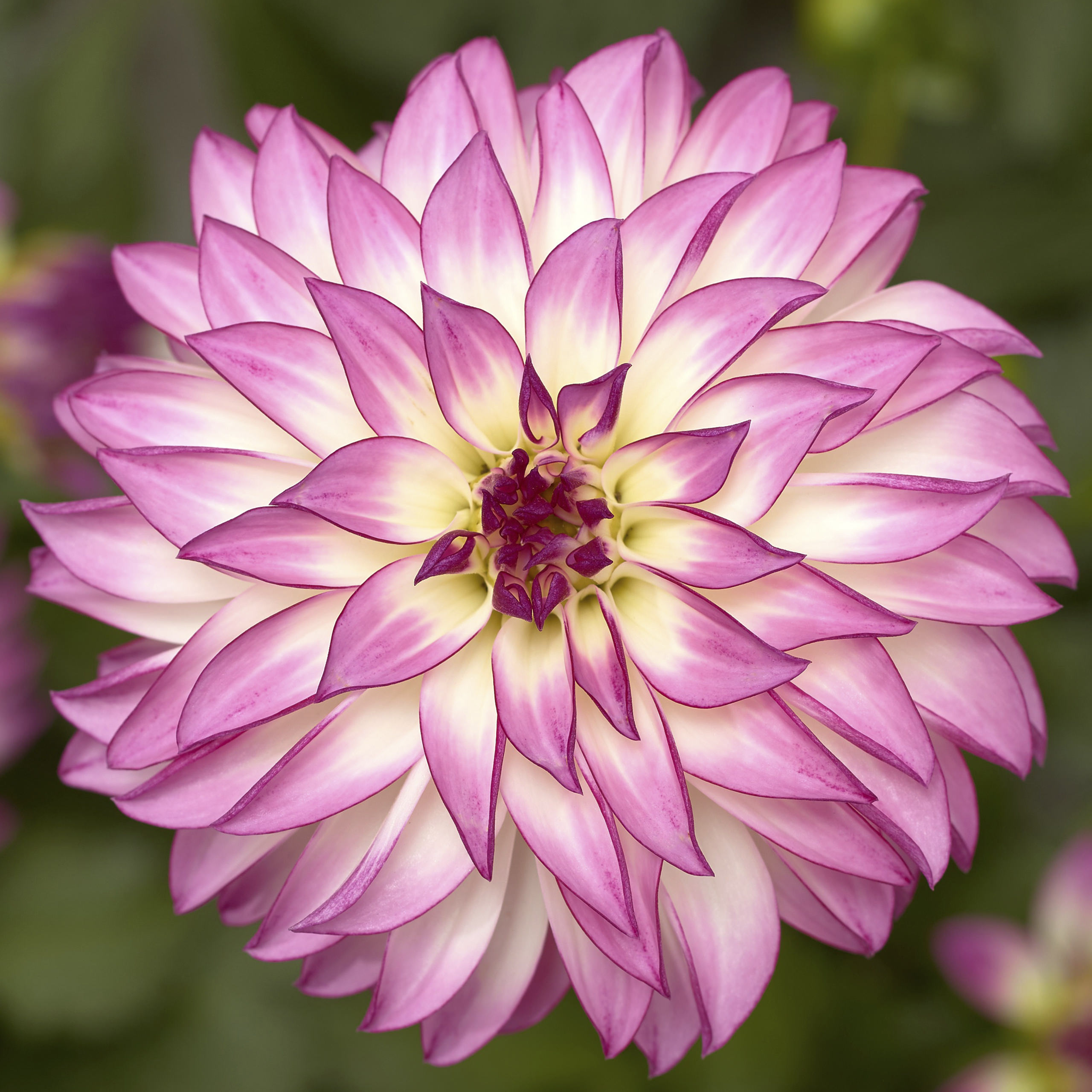 Dahlia Grandalia 'Pink Ice'