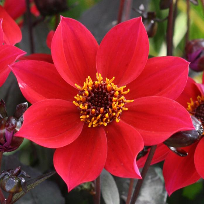 Dahlia HD 'Cherry Red'