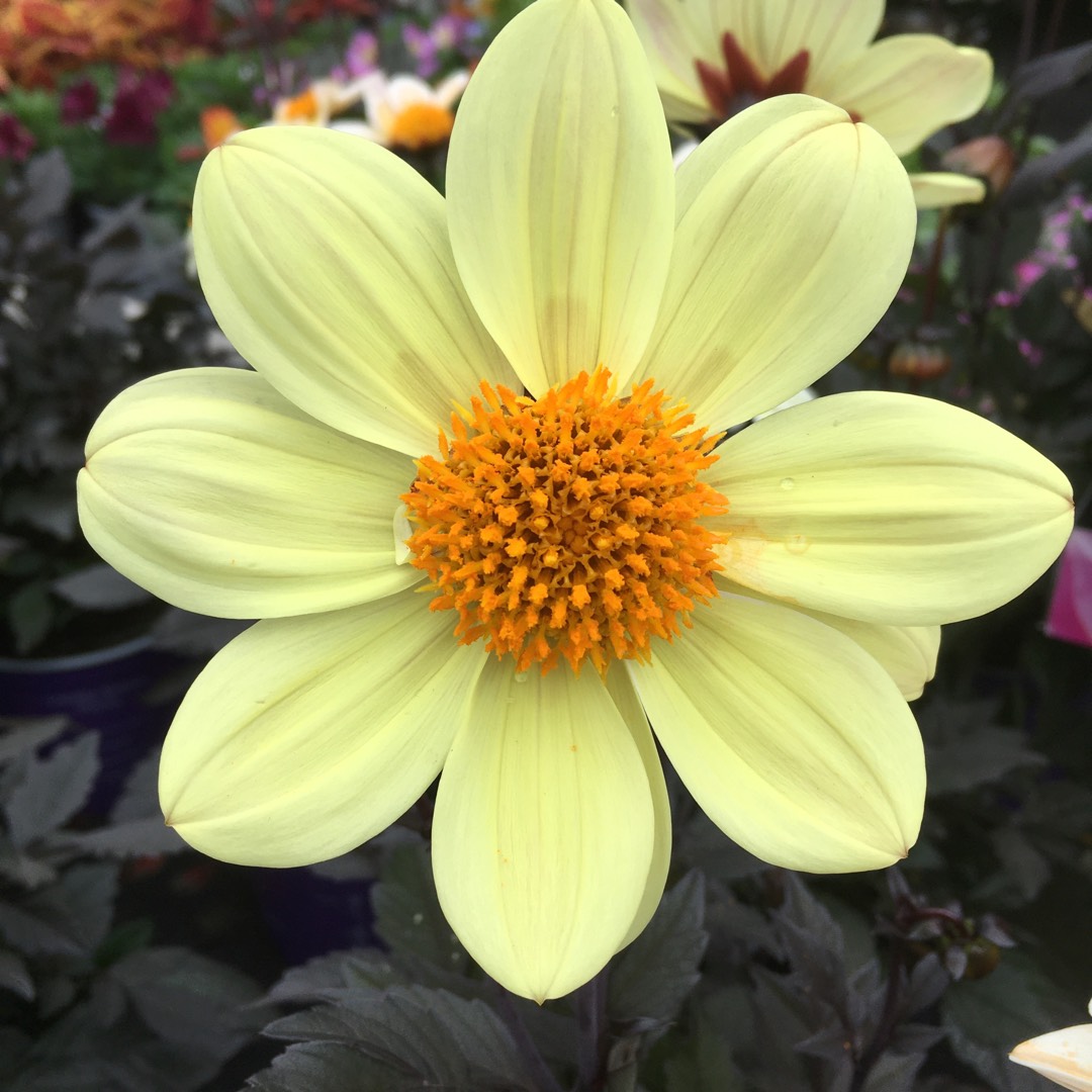 Dahlia HD 'Yellow'