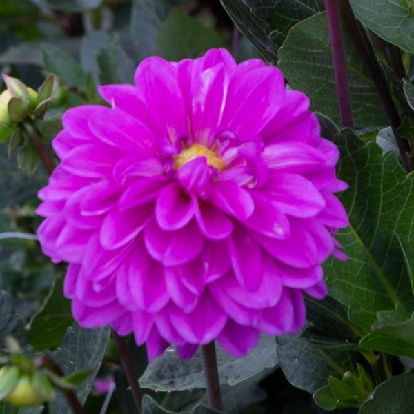 Dahlia Karma Blue Lagoon