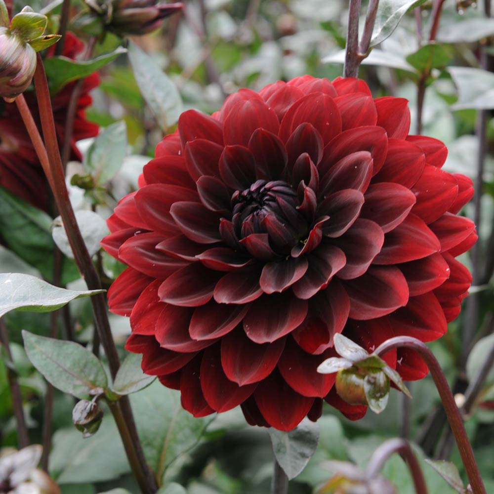 Dahlia Karma Cabernet