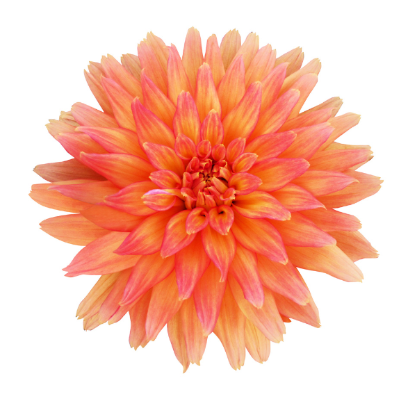 Megabloom Orange Crush