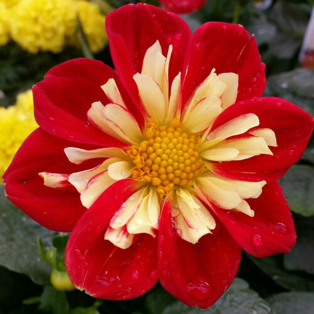 Dahlia Starsister 'Scarlet and Yellow'