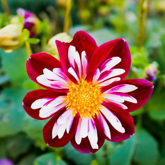Starsister Red and White