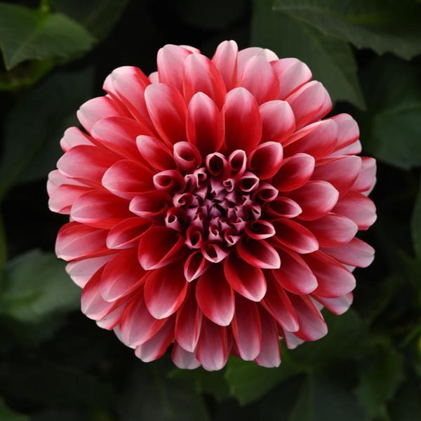 Dahlia Venti 'Red and White Eye'