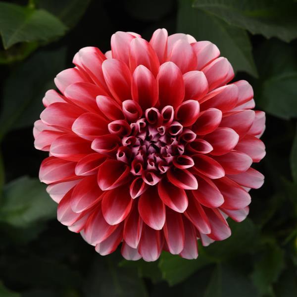 Dahlia Venti 'Red and White Eye'