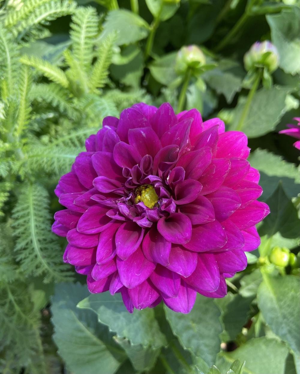 Dahlia Venti 'Royal Purple'