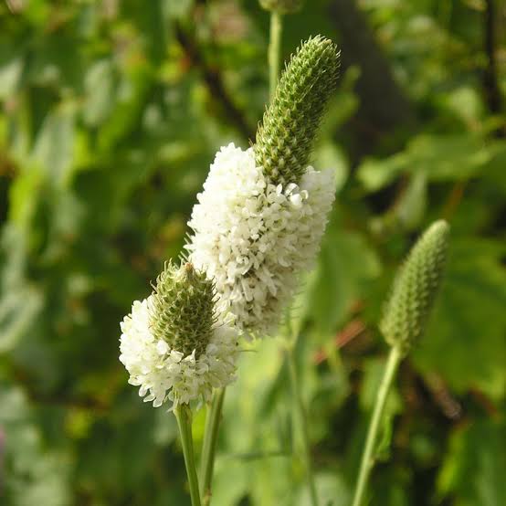Dalea candida