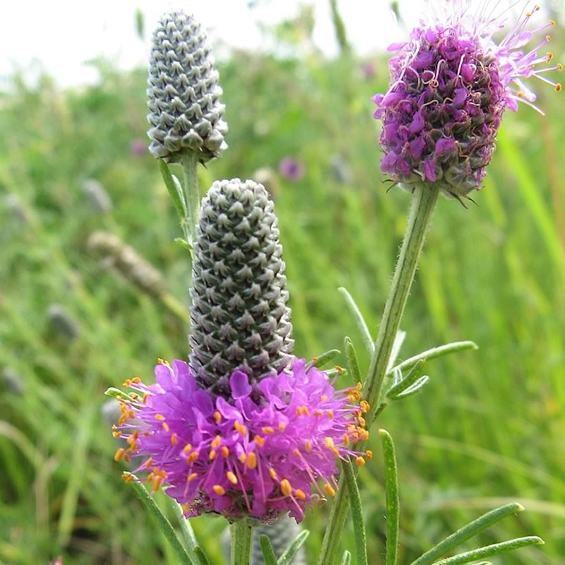 Dalea purpurea