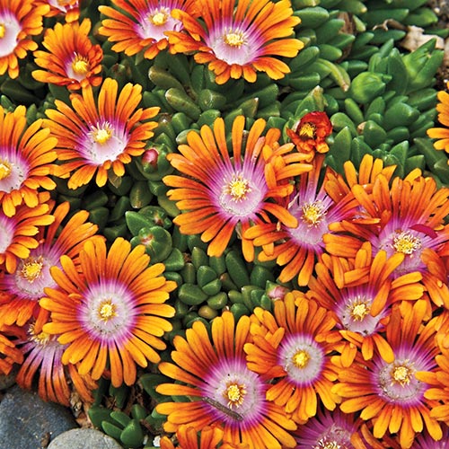 Delosperma 'Fire Spinner'