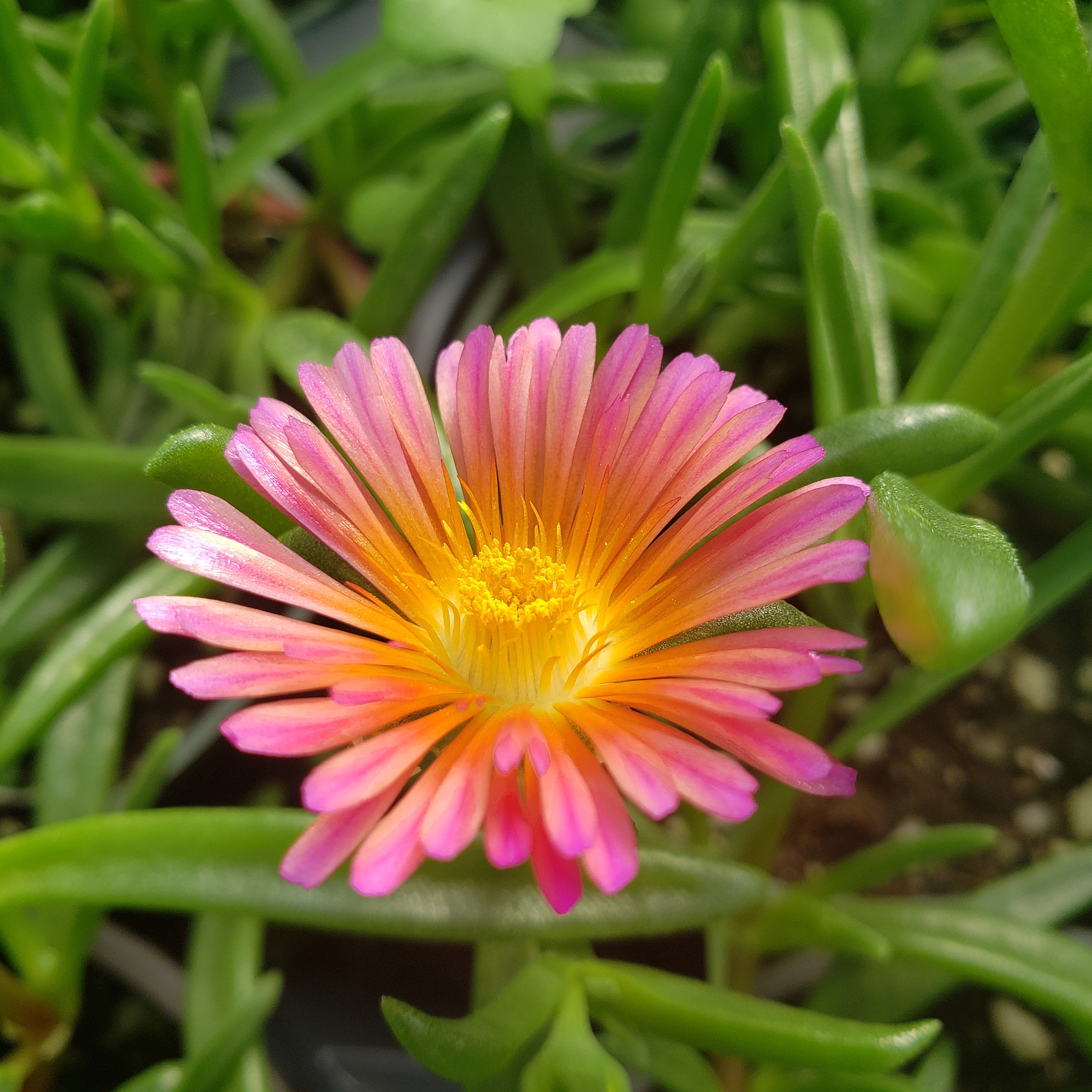 Delosperma Ocean Sunset 'Orange Glow'