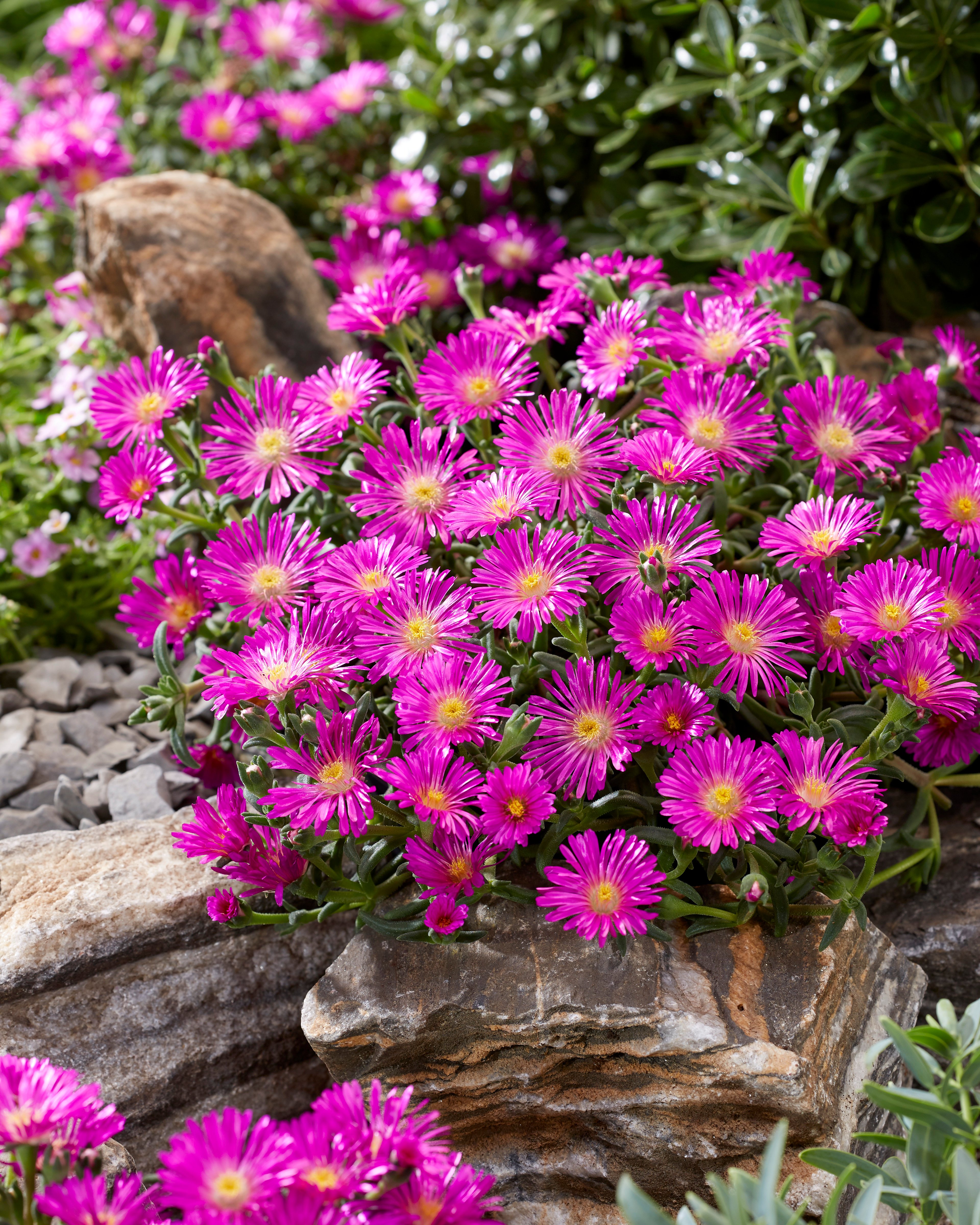 Delosperma Ocean Sunset 'Violet'