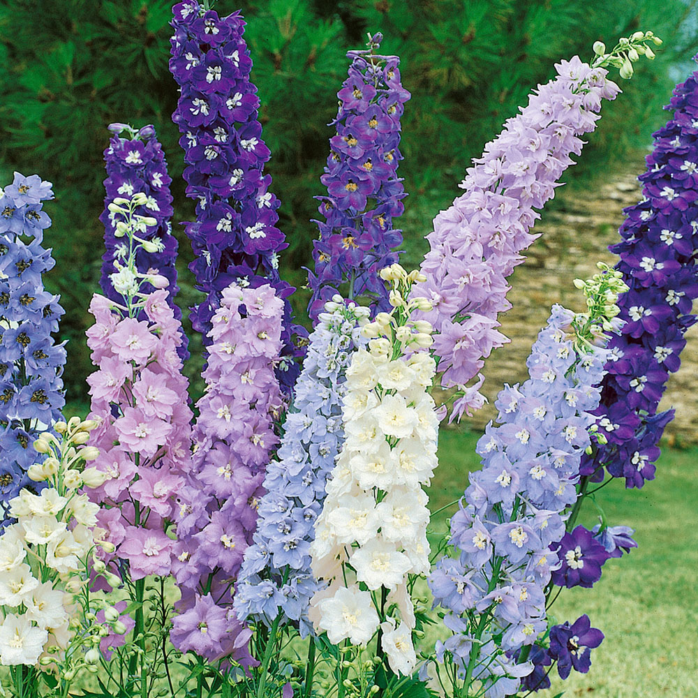 Delphinium 'Magic Fountains Mix'