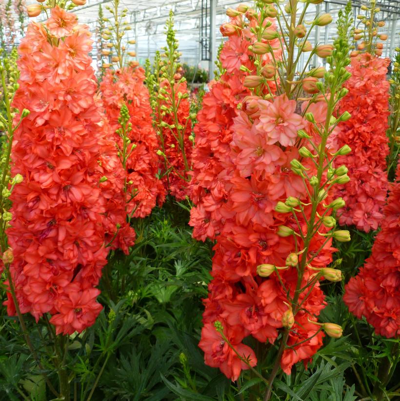 Delphinium elatum 'Red Lark'