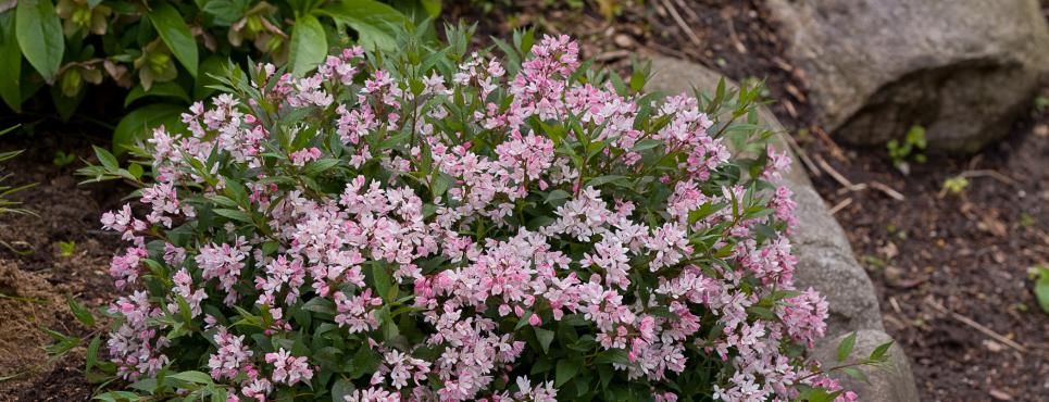Deutzia Yuki 'Cherry Blossom'