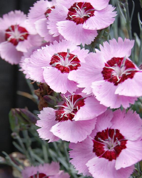 Dianthus Angel of Peace
