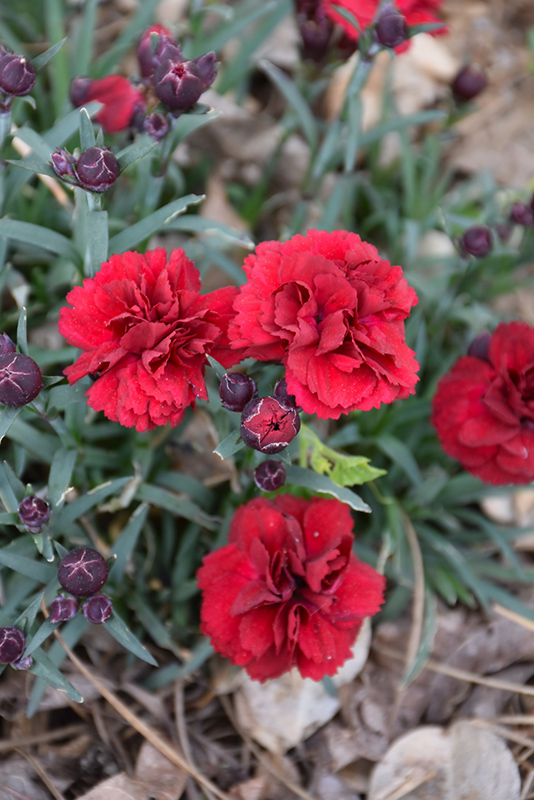 Dianthus Dynamite
