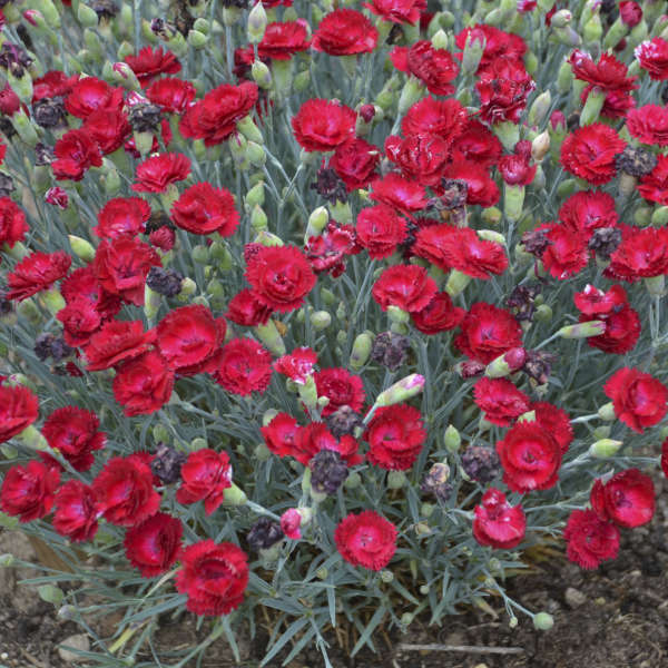 Dianthus Electric Red