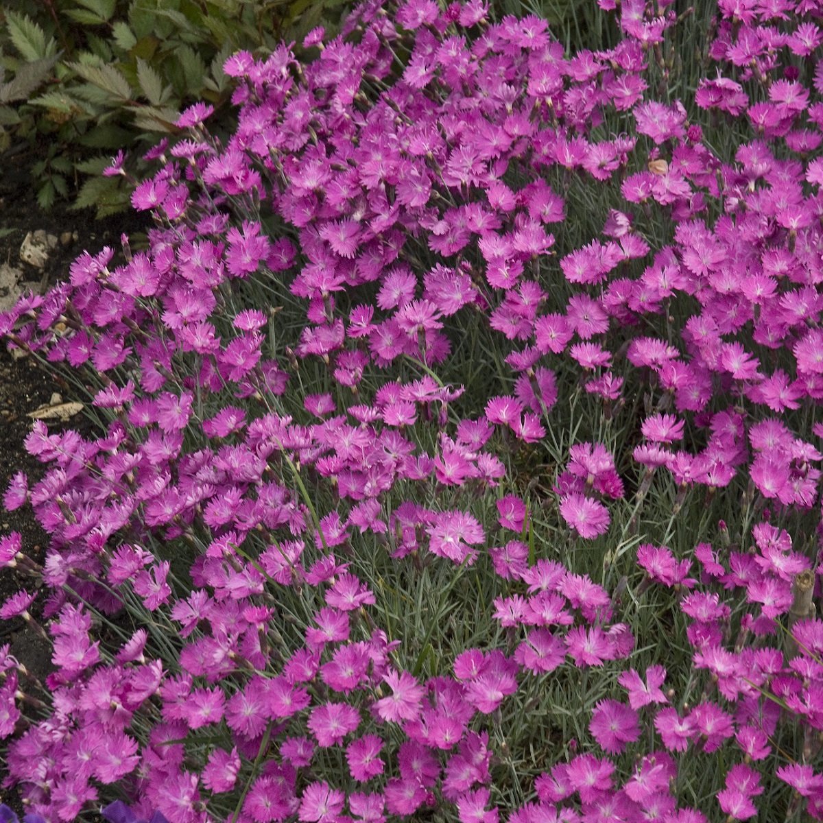 Dianthus grat. 'Firewitch'