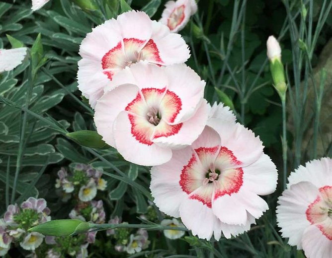 Dianthus 'Georgia Peach Pie'