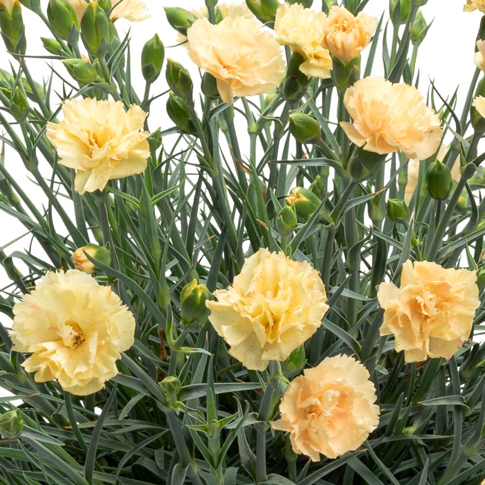 Dianthus 'Hello Yellow'