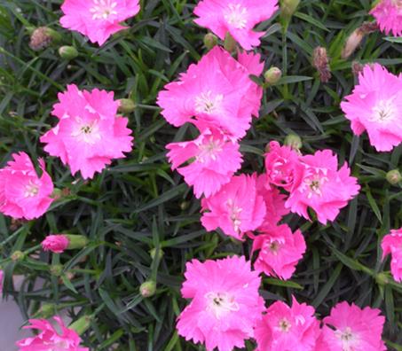 Dianthus 'Kahori'