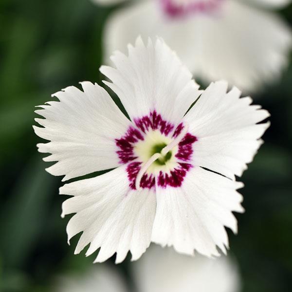 Dianthus Mountain Frost White Twinkle