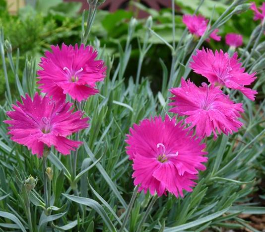 Dianthus 'Neon Star'