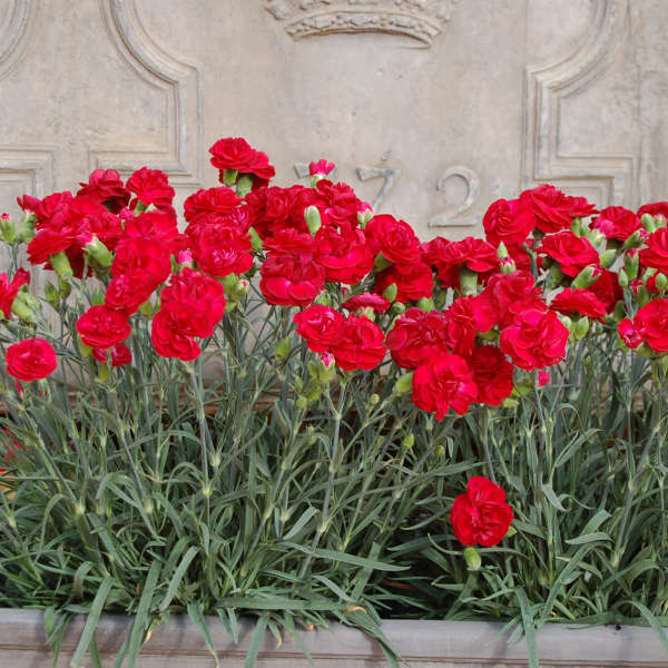 Dianthus 'Passion'