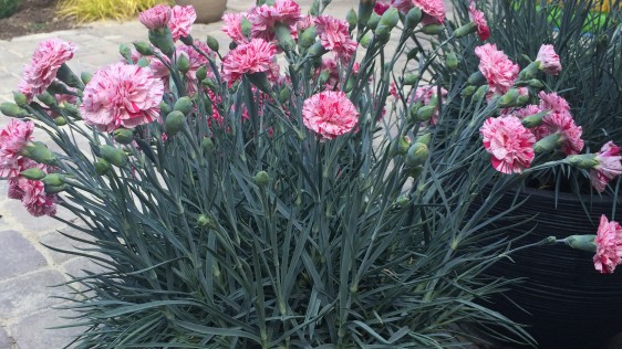 Dianthus 'Pinball Wizard'