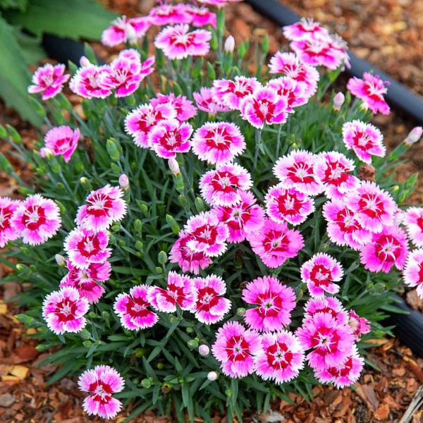 Dianthus Plum Glory