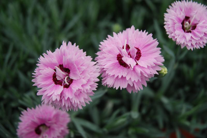 Dianthus 'Pop Star'
