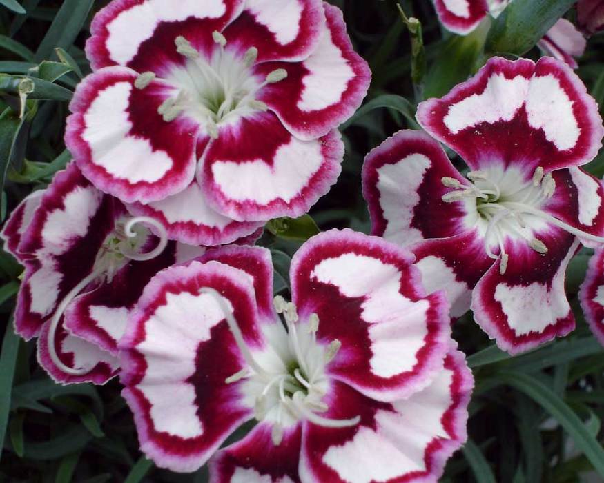 Dianthus 'Raspberry Swirl'