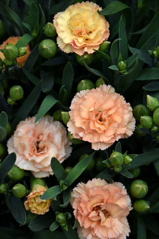 Dianthus Luigi