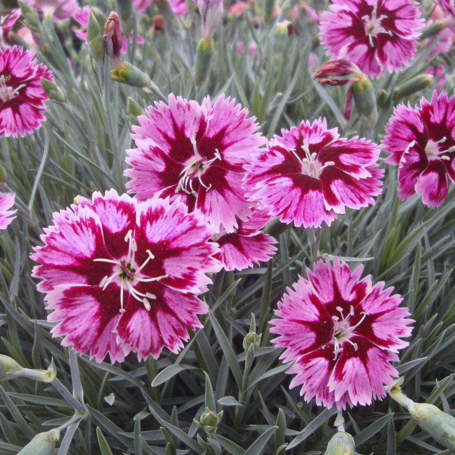 Dianthus 'Superstar'