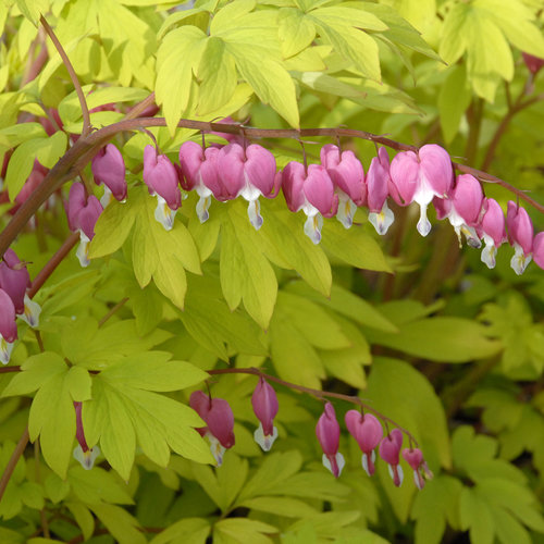 Dicentra spectabilis 'Gold Heart'