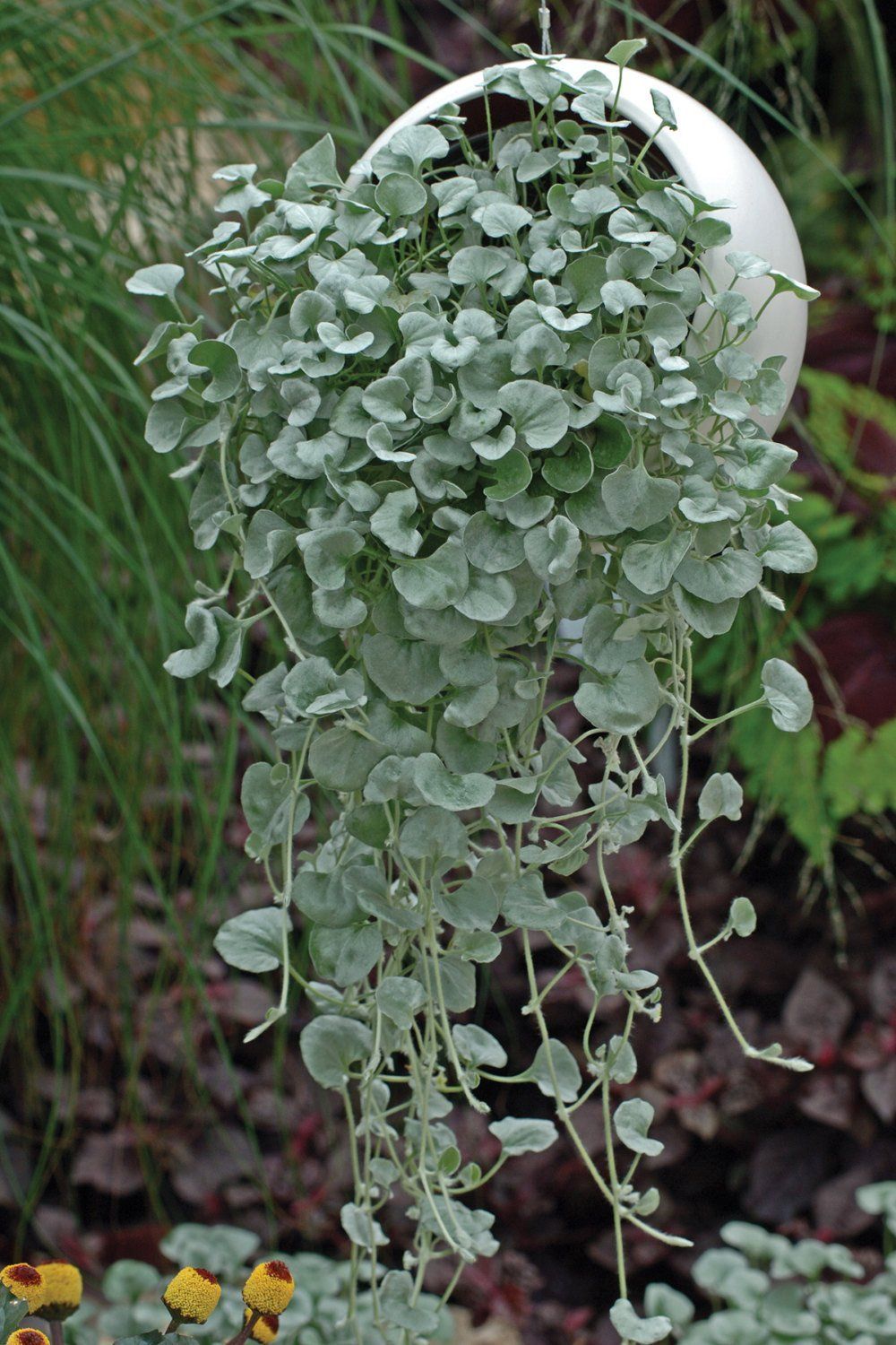 Dichondra Silver Falls